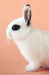 《女神异闻录4黄金版》1月19日更新 新增简体中文